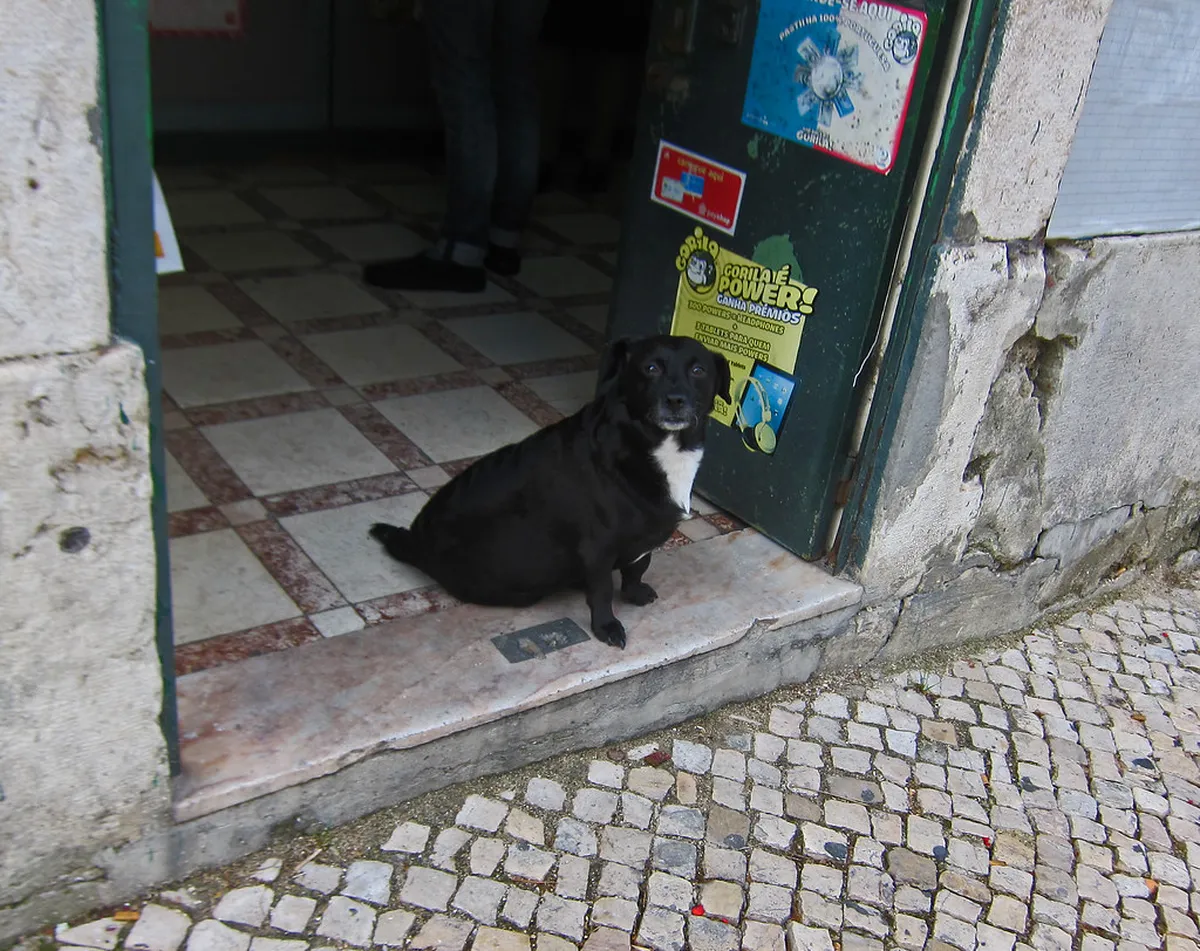 Alfama Lisbon: 11 Essential Tips for the Oldest District